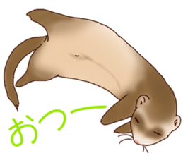 Ferret Sticker jp 3 sticker #10429010