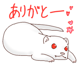 Ferret Sticker jp 3 sticker #10429016