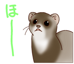 Ferret Sticker jp 3 sticker #10429022