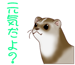 Ferret Sticker jp 3 sticker #10429036