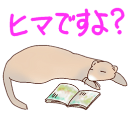 Ferret Sticker jp 3 sticker #10429037