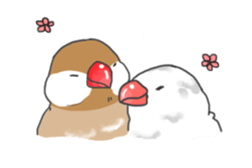 Java sparrow stickers 4 sticker #10439043