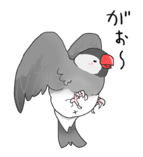 Java sparrow stickers 4 sticker #10439051