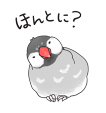 Java sparrow stickers 4 sticker #10439056