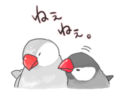 Java sparrow stickers 4 sticker #10439063