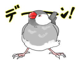 Java sparrow stickers 4 sticker #10439065