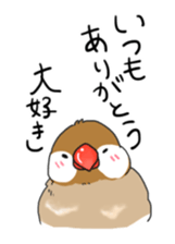 Java sparrow stickers 4 sticker #10439067