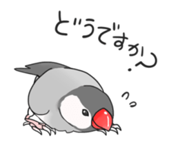 Java sparrow stickers 4 sticker #10439069