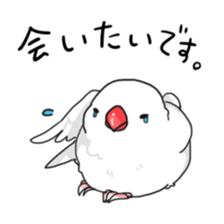 Java sparrow stickers 4 sticker #10439071
