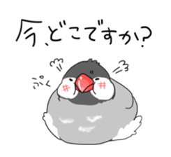 Java sparrow stickers 4 sticker #10439074