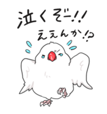 Java sparrow stickers 4 sticker #10439075