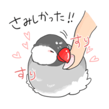 Java sparrow stickers 4 sticker #10439078