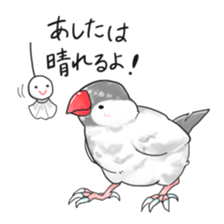 Java sparrow stickers 4 sticker #10439079