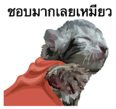 Kitten HeroThai version sticker #10445961