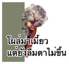 Kitten HeroThai version sticker #10445968