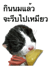 Kitten HeroThai version sticker #10445973