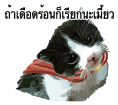 Kitten HeroThai version sticker #10445977