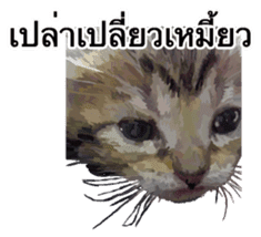 Kitten HeroThai version sticker #10445978