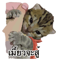 Kitten HeroThai version sticker #10445980
