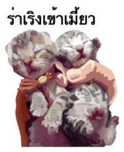 Kitten HeroThai version sticker #10445983