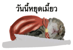 Kitten HeroThai version sticker #10445984