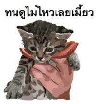 Kitten HeroThai version sticker #10445988