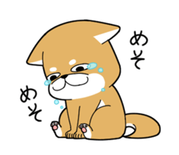 DAME SHIBA2 sticker #10446165
