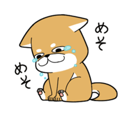 DAME SHIBA2 sticker #10446165