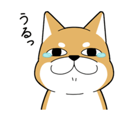 DAME SHIBA2 sticker #10446180