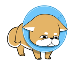 DAME SHIBA2 sticker #10446184