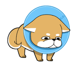 DAME SHIBA2 sticker #10446184