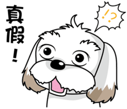 2 Shih Tzu Brothers-Part2 sticker #10471628