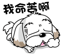 2 Shih Tzu Brothers-Part2 sticker #10471629