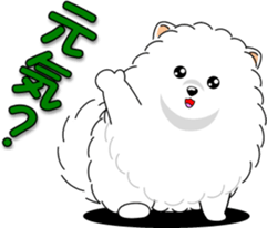 Pomeranian 3 "white Pomeranian" sticker #10472305