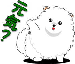 Pomeranian 3 "white Pomeranian" sticker #10472305