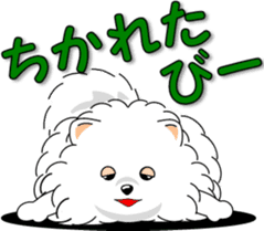 Pomeranian 3 "white Pomeranian" sticker #10472311