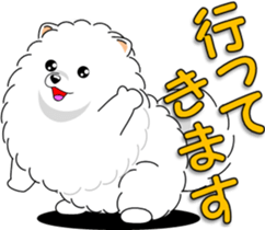 Pomeranian 3 "white Pomeranian" sticker #10472324