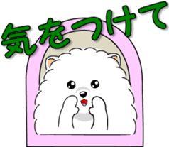 Pomeranian 3 "white Pomeranian" sticker #10472326