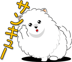 Pomeranian 3 "white Pomeranian" sticker #10472333