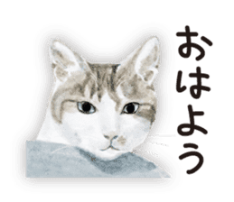Cats, nothing special 2 sticker #10490120