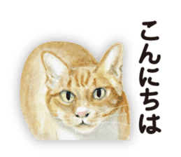 Cats, nothing special 2 sticker #10490121
