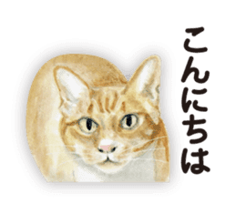 Cats, nothing special 2 sticker #10490121