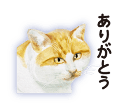 Cats, nothing special 2 sticker #10490125