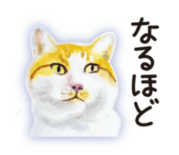 Cats, nothing special 2 sticker #10490132