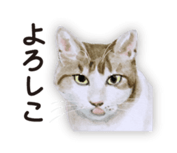 Cats, nothing special 2 sticker #10490136