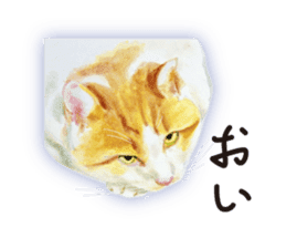 Cats, nothing special 2 sticker #10490138