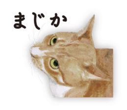 Cats, nothing special 2 sticker #10490140
