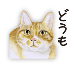 Cats, nothing special 2 sticker #10490143
