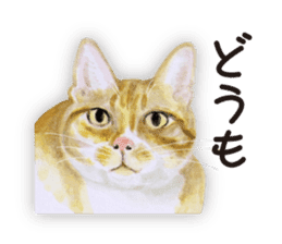 Cats, nothing special 2 sticker #10490143