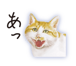 Cats, nothing special 2 sticker #10490144